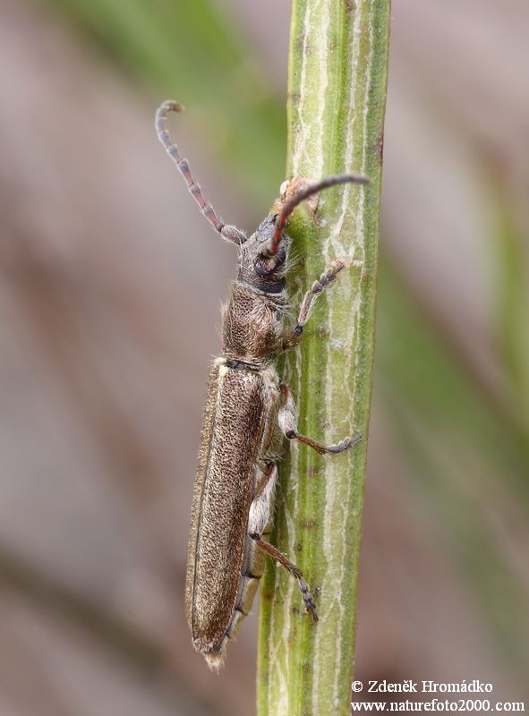 tesařík, Deilus fugax, Deilini, Cerambycidae (Brouci, Coleoptera)